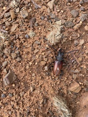 Cacosceles newmannii