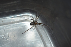 Steatoda grossa