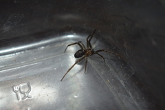 Steatoda grossa