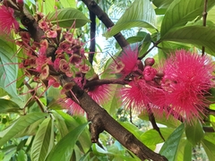 Syzygium malaccense
