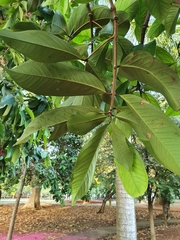 Syzygium malaccense