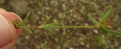 Image of Spermacoce confusa by (c) Carlos Martorell, some rights reserved (CC BY)