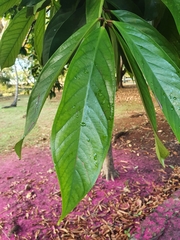 Syzygium malaccense