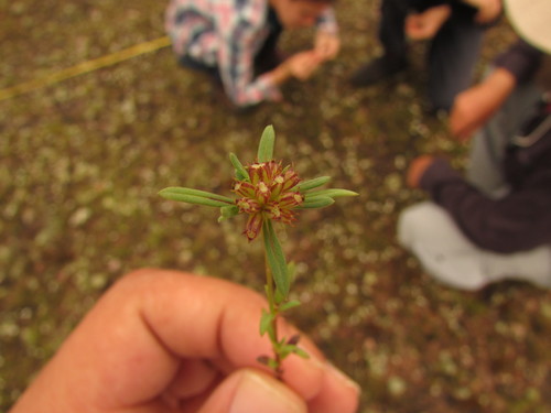 Image of Spermacoce confusa by (c) Carlos Martorell, some rights reserved (CC BY)