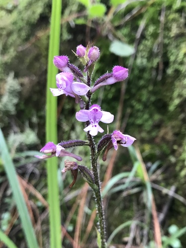 Cynorkis kassneriana