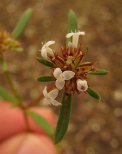 Image of River False Buttonweed (Spermacoce confusa) by (c) Carlos Martorell, some rights reserved (CC BY)