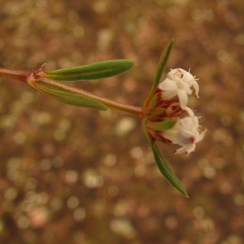 Image of River False Buttonweed (Spermacoce confusa) by (c) Carlos Martorell, some rights reserved (CC BY)