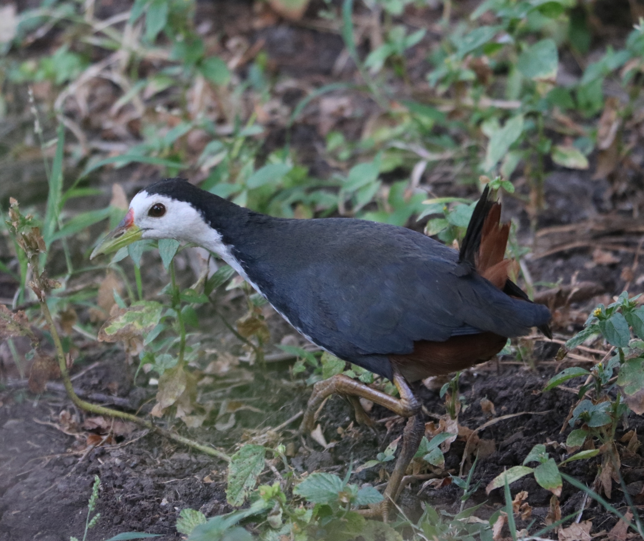 White-breasted Waterhen