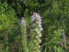 Liatris hesperelegans