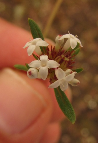 Image of River False Buttonweed (Spermacoce confusa) by (c) Carlos Martorell, some rights reserved (CC BY)