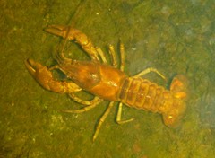 Faxonius rusticus × propinquus