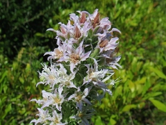 Liatris hesperelegans