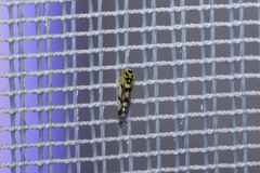 Eupteryx atropunctata