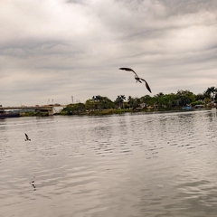 Leucophaeus atricilla