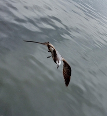 Leucophaeus atricilla