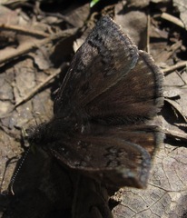 Erynnis brizo