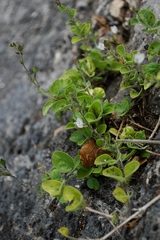 Carlowrightia