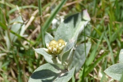 Pfaffia gnaphalioides