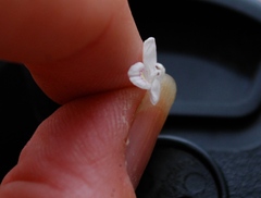 Carlowrightia