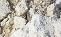 Pristurus rupestris rupestris