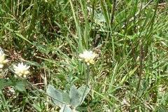 Pfaffia gnaphalioides