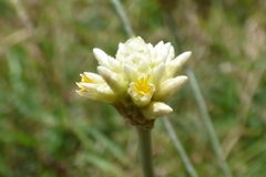 Pfaffia gnaphalioides