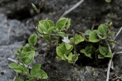 Carlowrightia
