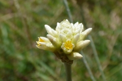 Pfaffia gnaphalioides