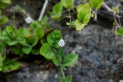 Carlowrightia