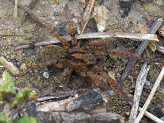 Arctosa villica