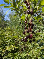 Contarinia virginianiae