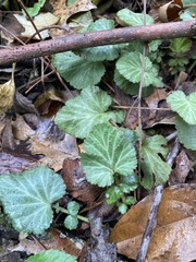 Geum canadense camporum