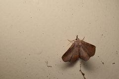 Mecodina nubiferalis