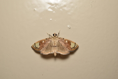 Pycnarmon pantherata