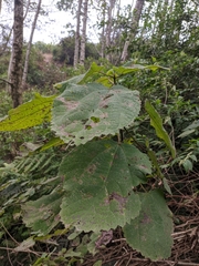 Boehmeria macrophylla
