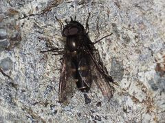 Melangyna quadrimaculata