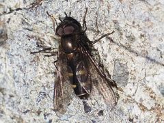 Melangyna quadrimaculata