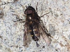 Melangyna quadrimaculata