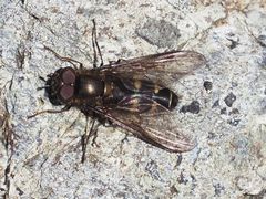 Melangyna quadrimaculata