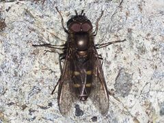 Melangyna quadrimaculata