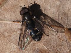 Melangyna quadrimaculata