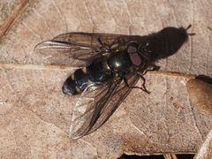 Melangyna quadrimaculata