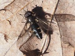 Melangyna quadrimaculata