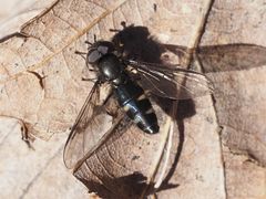 Melangyna quadrimaculata