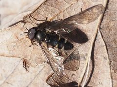 Melangyna quadrimaculata