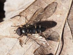 Melangyna quadrimaculata