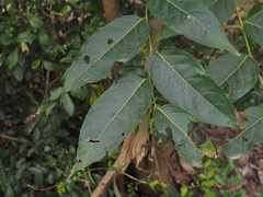 Glochidion lanceolatum