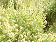 Seriphium cinereum