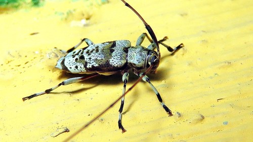 Hamatastus conspectus