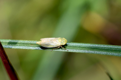 Graphocraerus ventralis